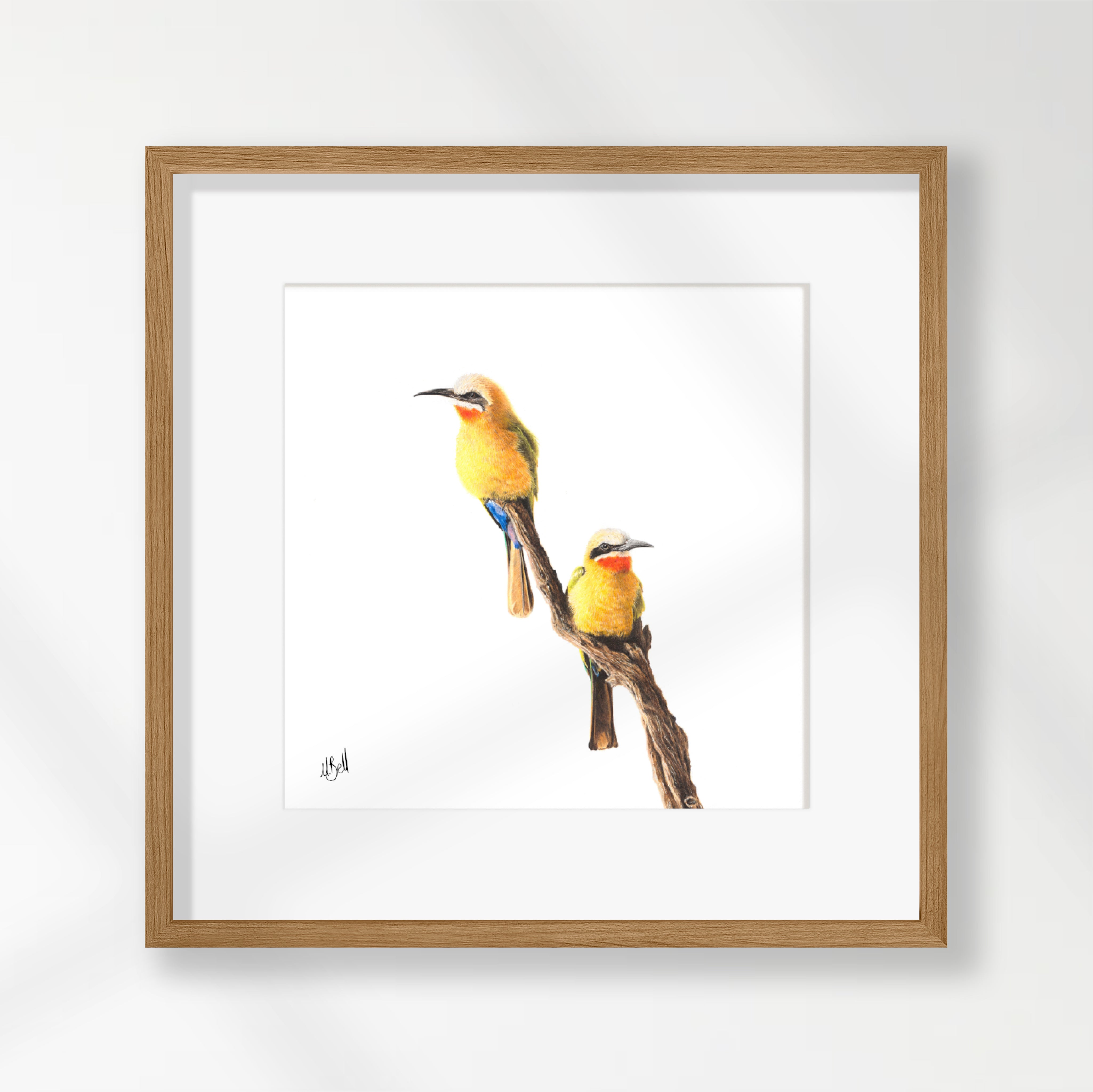 White Fronted Bee Eaters - WFBE2