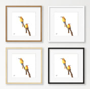 White Fronted Bee Eaters - WFBE2