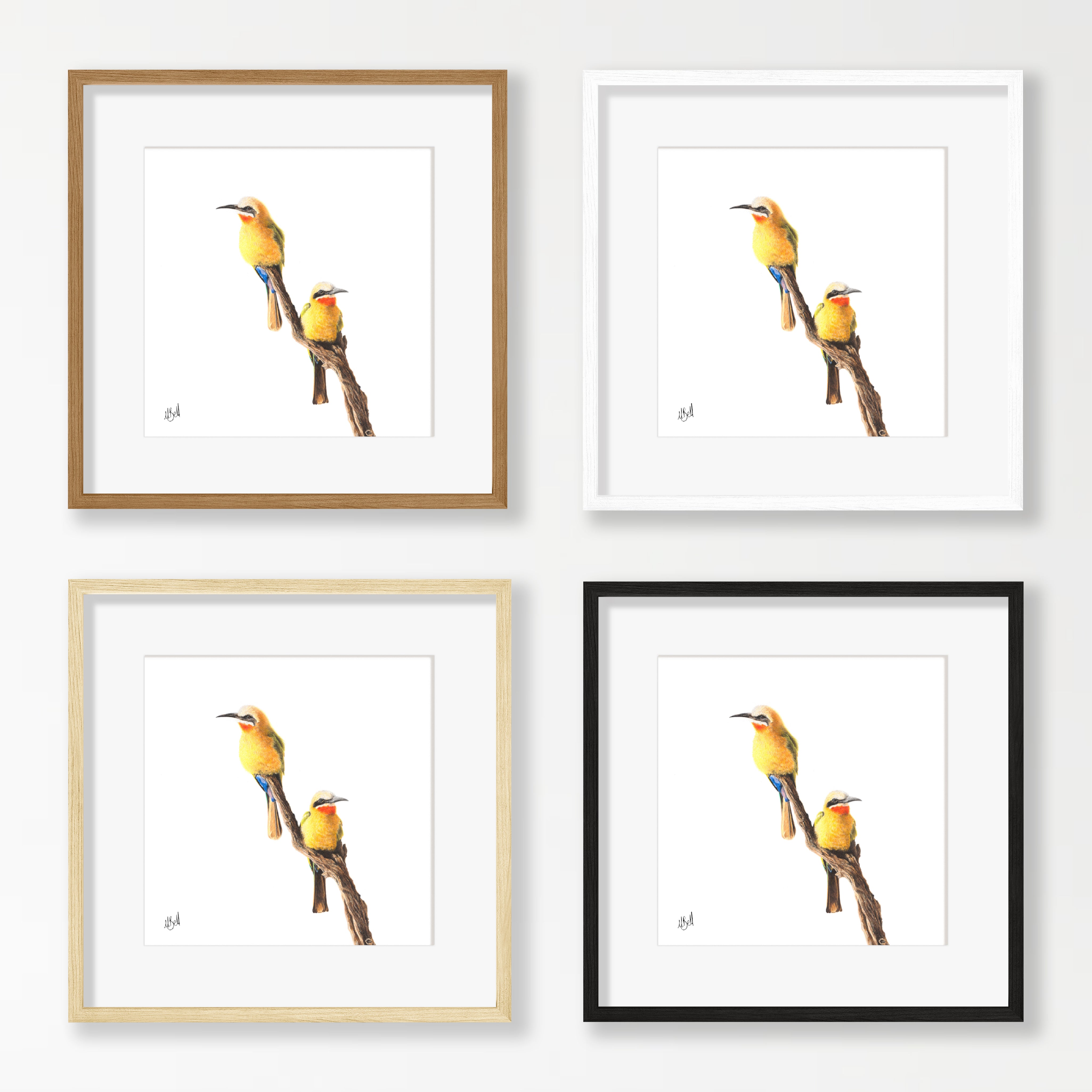White Fronted Bee Eaters - WFBE2