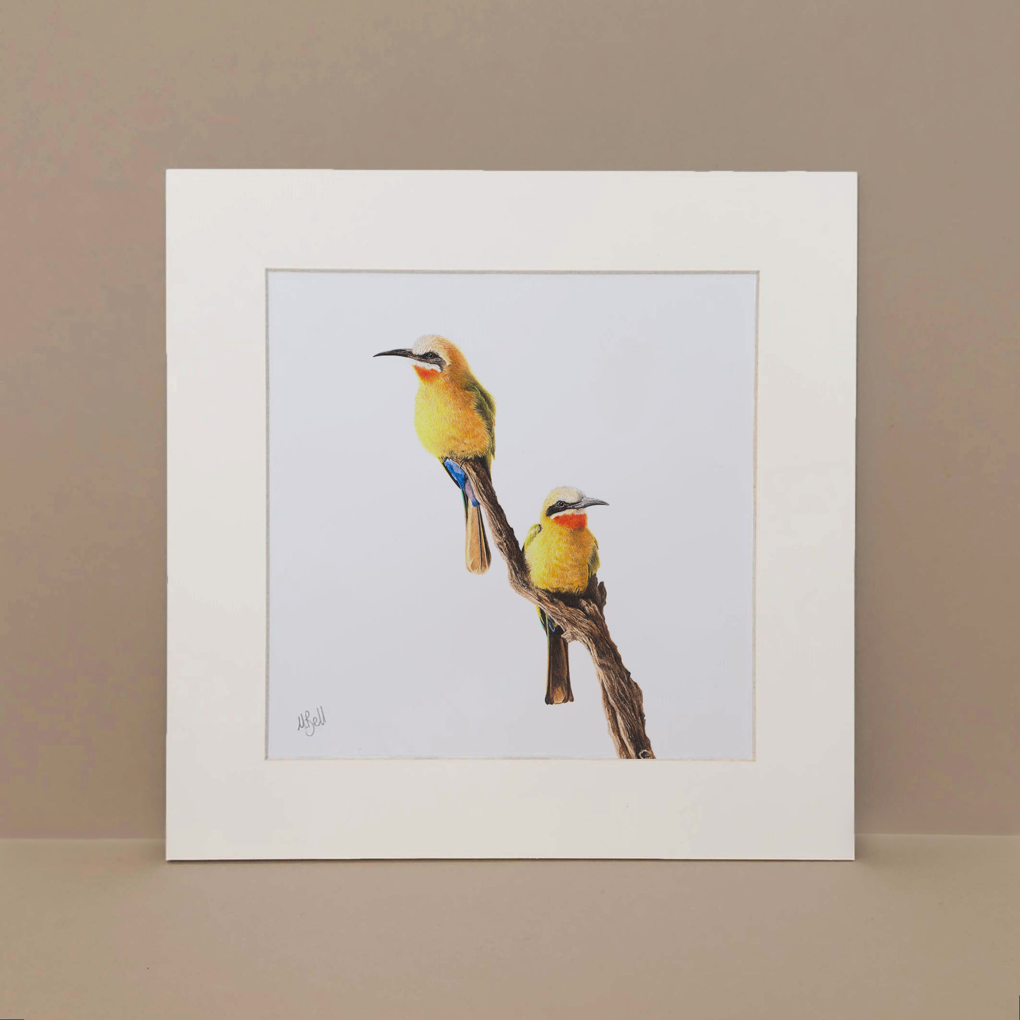 Pencil artwork of two White Fronted Bee Eaters sitting on a branch
