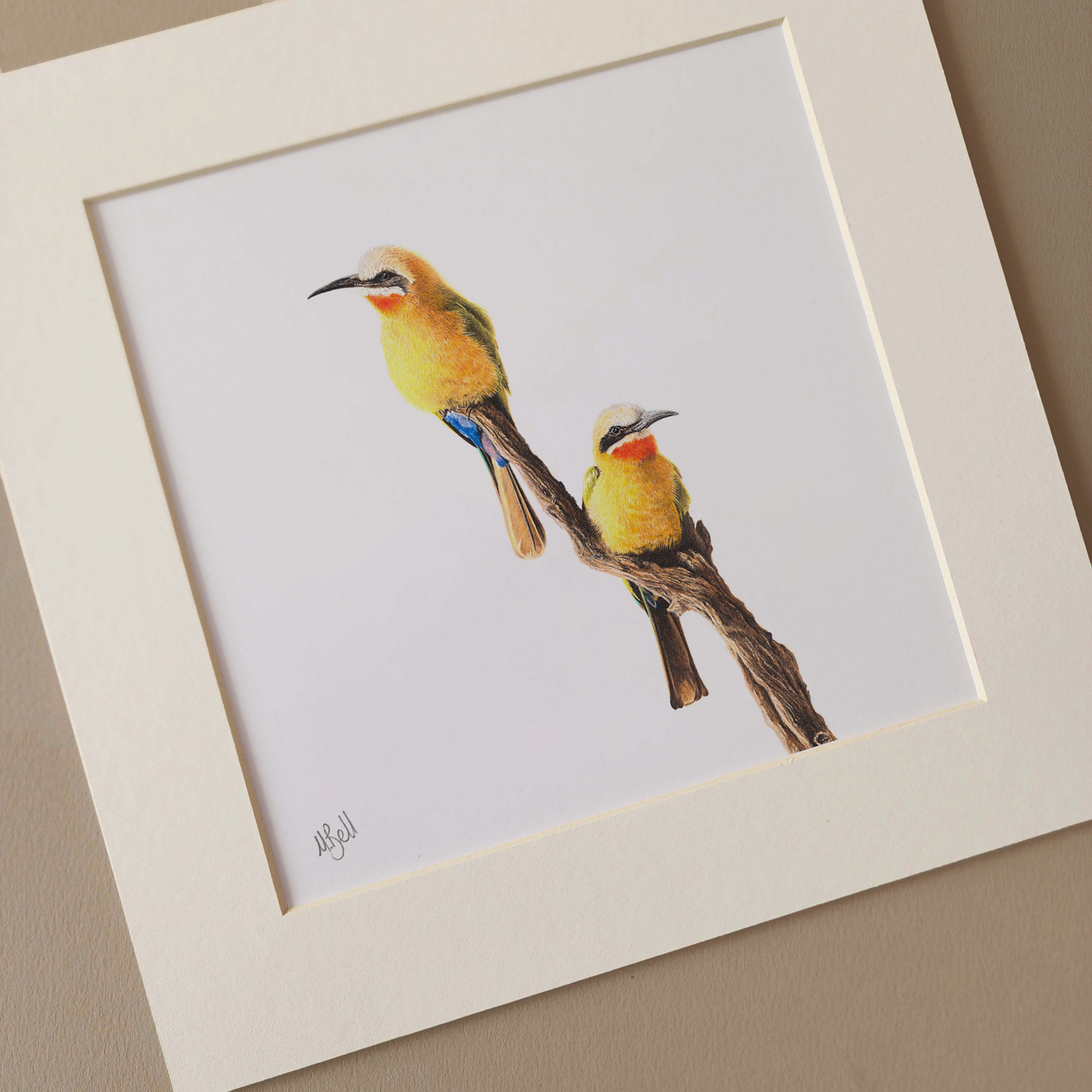 Pencil artwork of two White Fronted Bee Eaters sitting on a branch