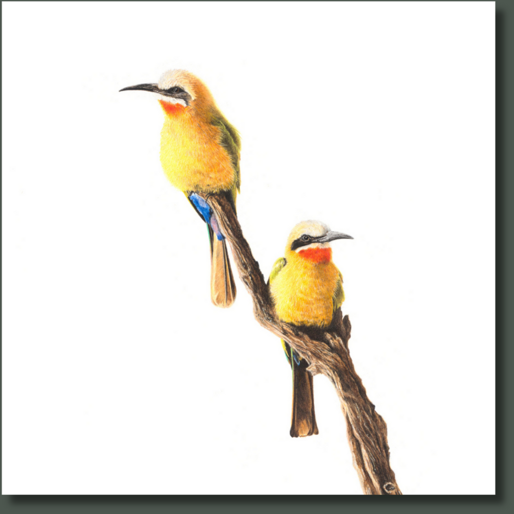 White Fronted Bee Eaters South African bird artwork stretched on canvas by wildlife artist Matthew Bell