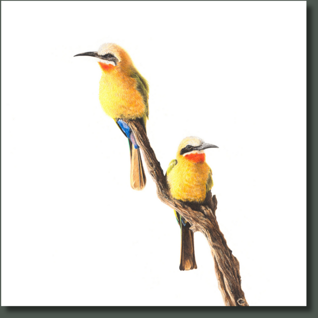 White Fronted Bee Eaters (WFBE2) on Canvas