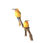 White Fronted Bee Eaters (WFBE2) on Rolled Canvas