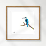 Woodland Kingfisher - WKF