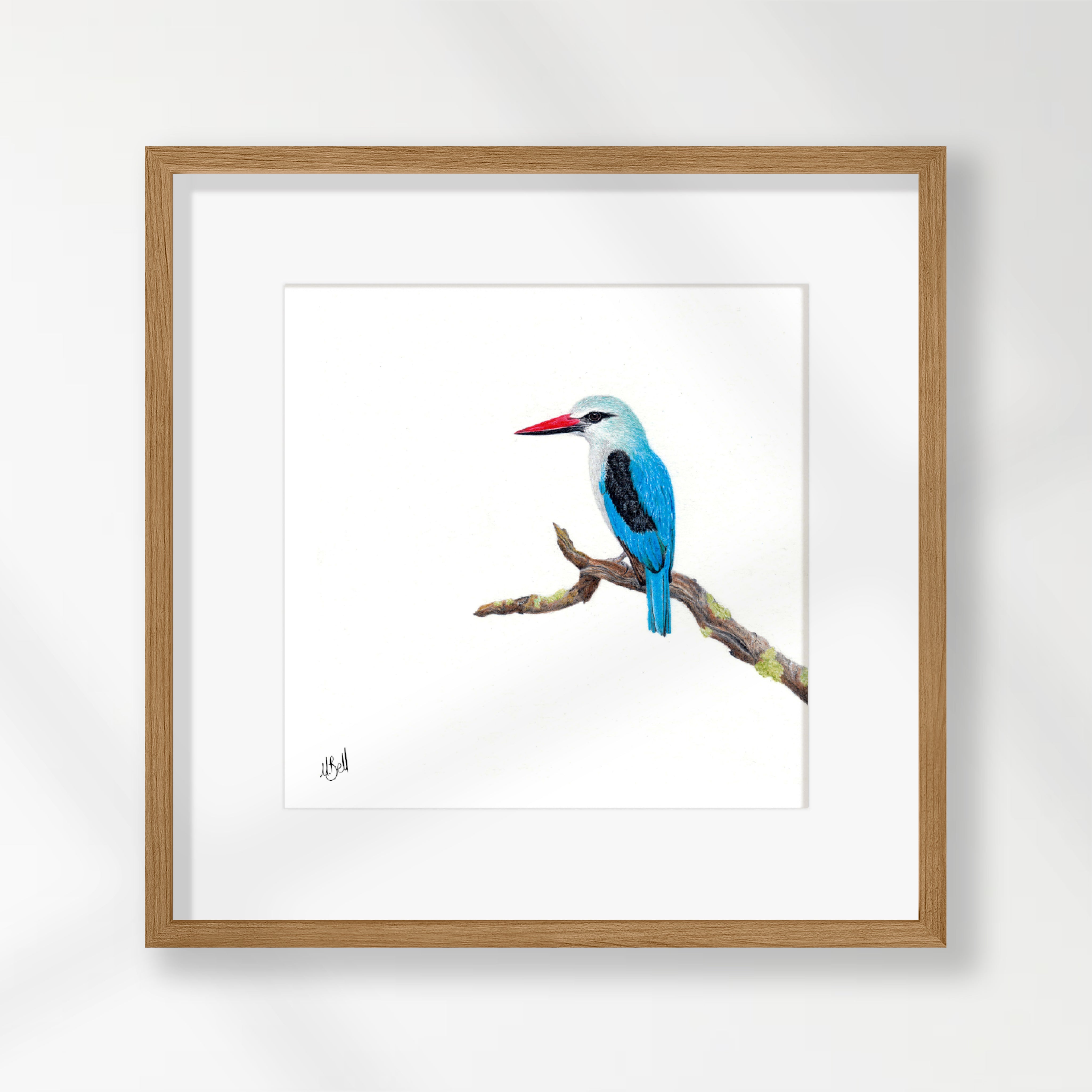 Woodland Kingfisher - WKF