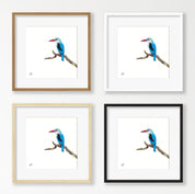 Woodland Kingfisher - WKF