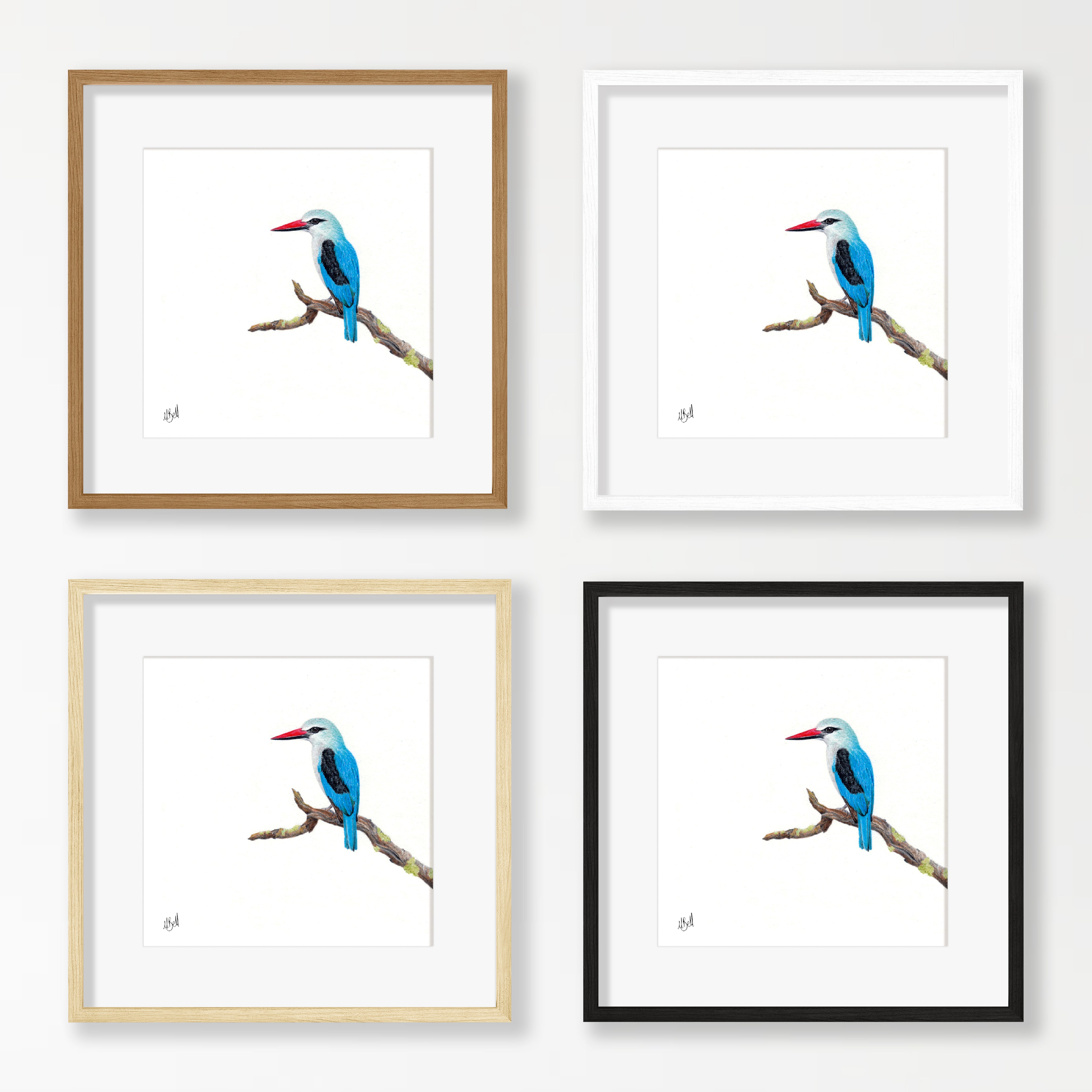 Woodland Kingfisher - WKF