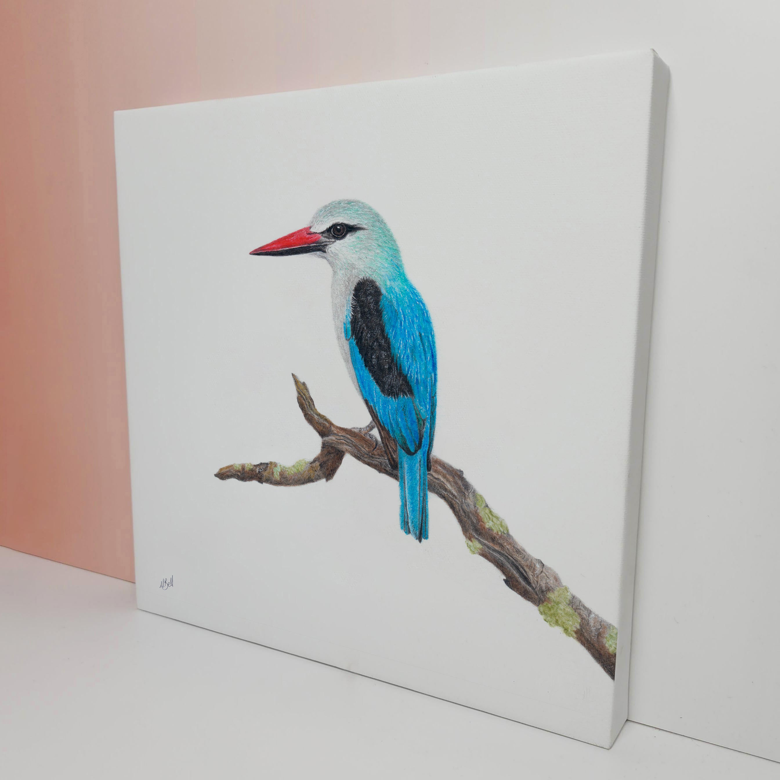 Woodland Kingfisher South African bird artwork stretched on canvas by wildlife artist Matthew Bell