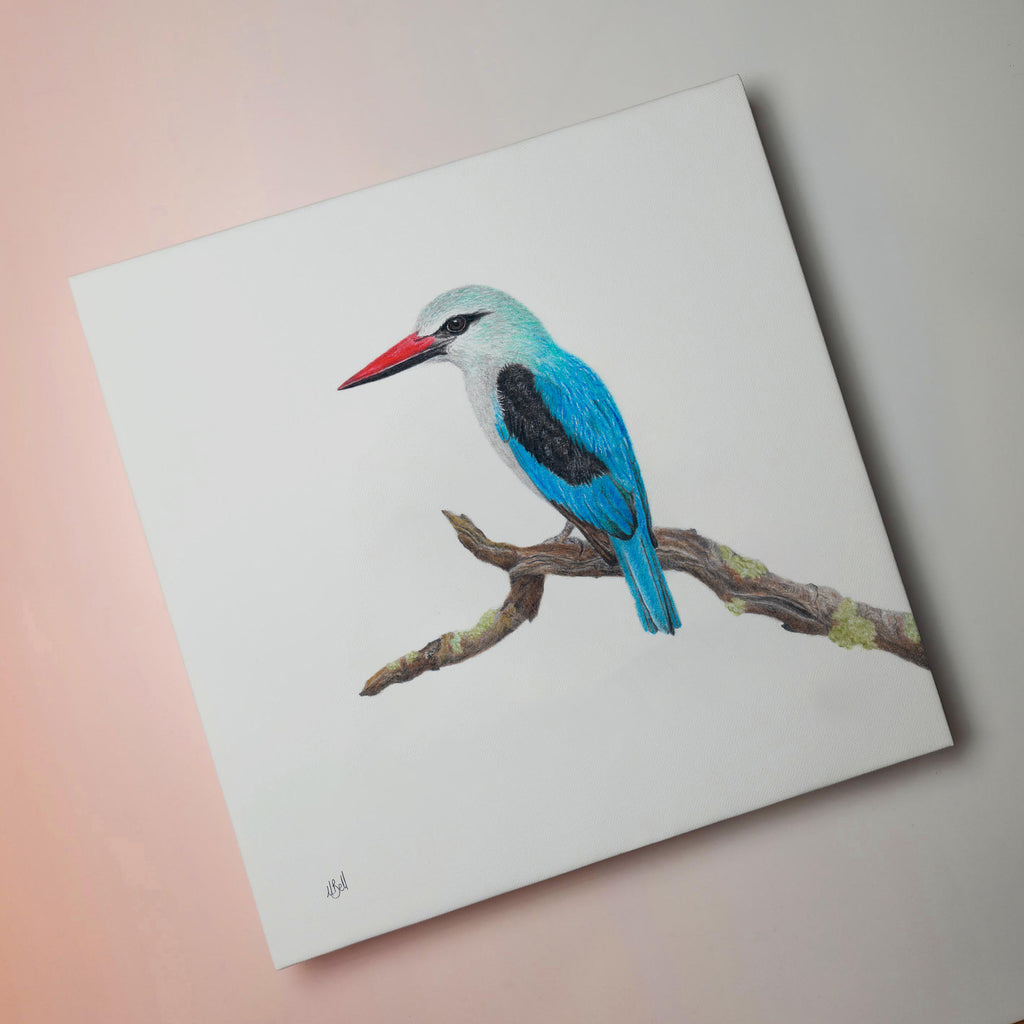 Woodland Kingfisher South African bird artwork stretched on canvas by wildlife artist Matthew Bell