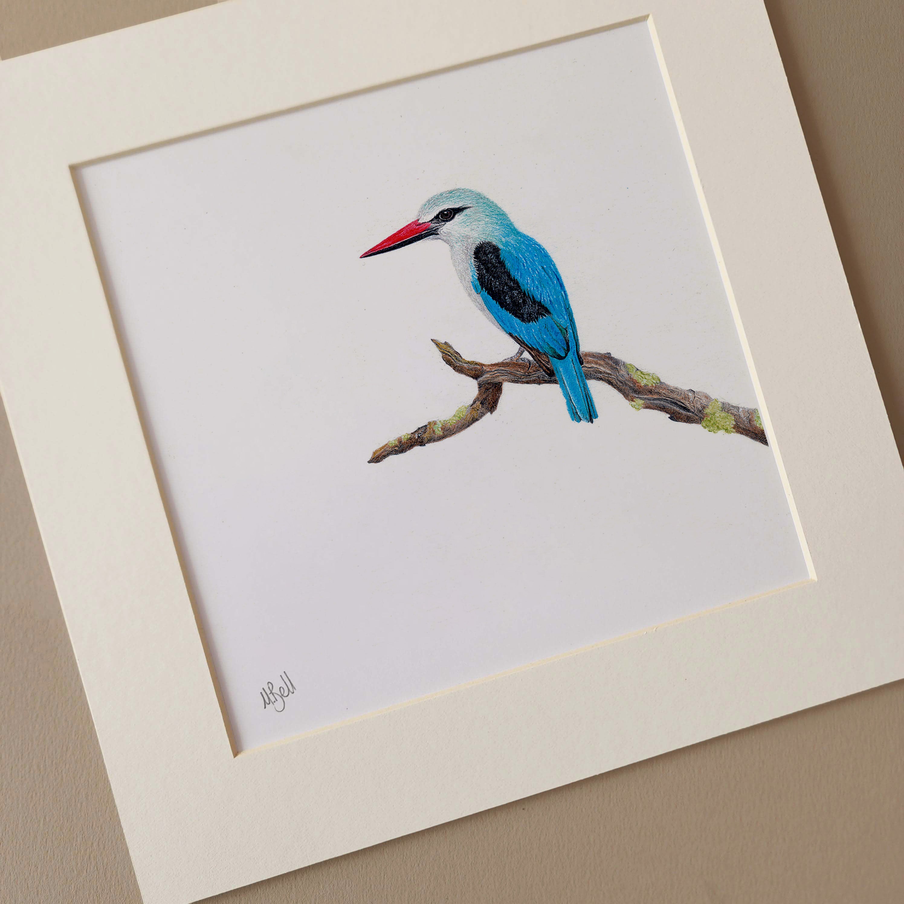 Woodland Kingfisher pencil artwork