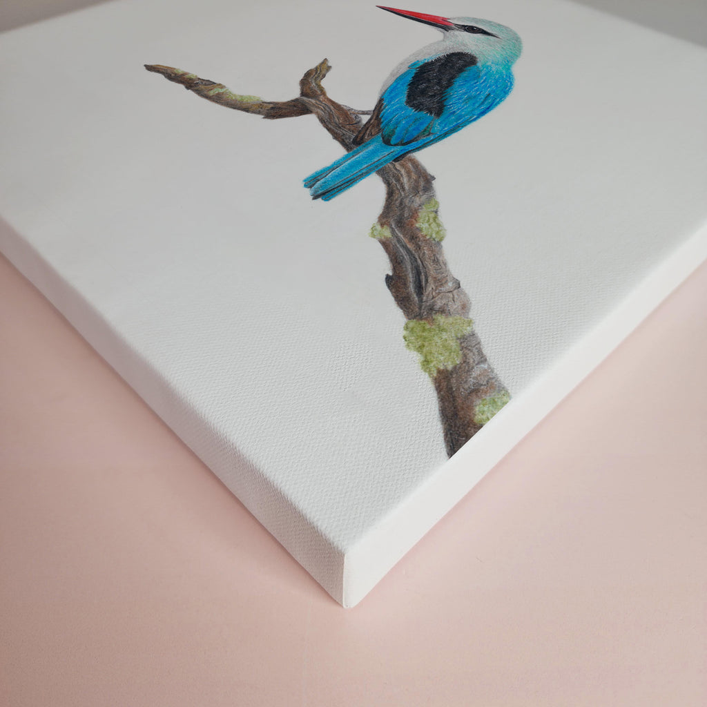 Woodland Kingfisher South African bird artwork stretched on canvas by wildlife artist Matthew Bell