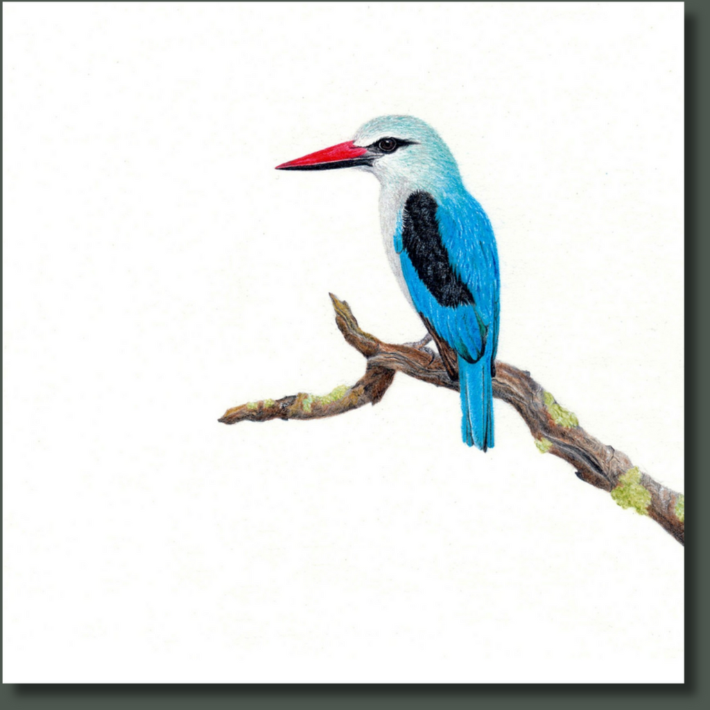 Woodland Kingfisher South African bird artwork stretched on canvas by wildlife artist Matthew Bell