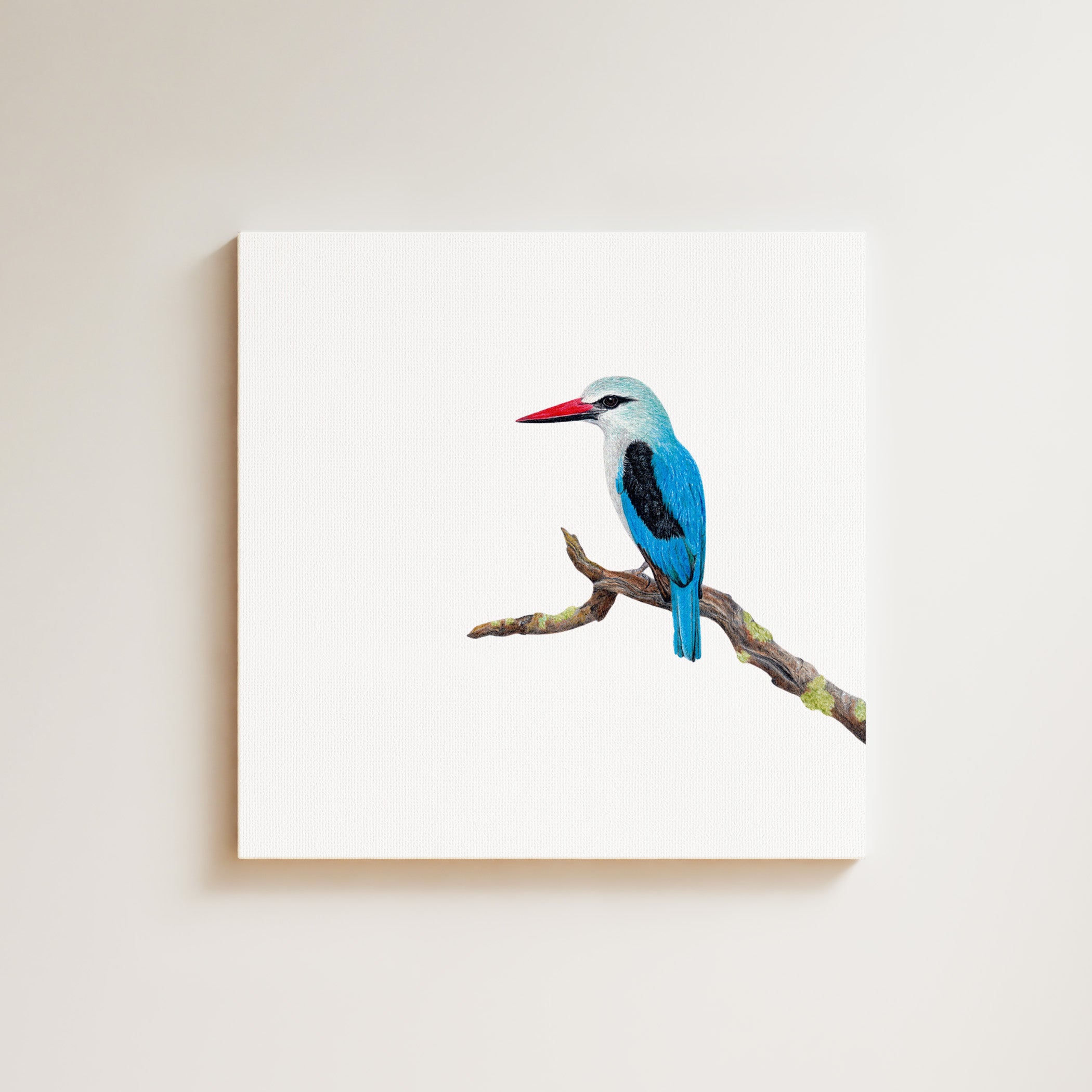 Woodland Kingfisher drawing on canvas by South African wildlife artist Matthew Bell