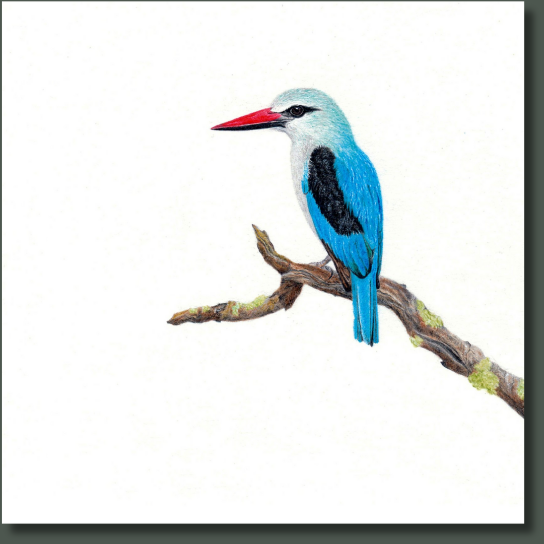 Woodland Kingfisher (WKF) on Canvas