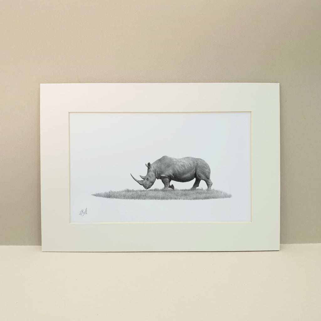 African White Rhino bull pencil drawing by wildlife artist Matthew Bell