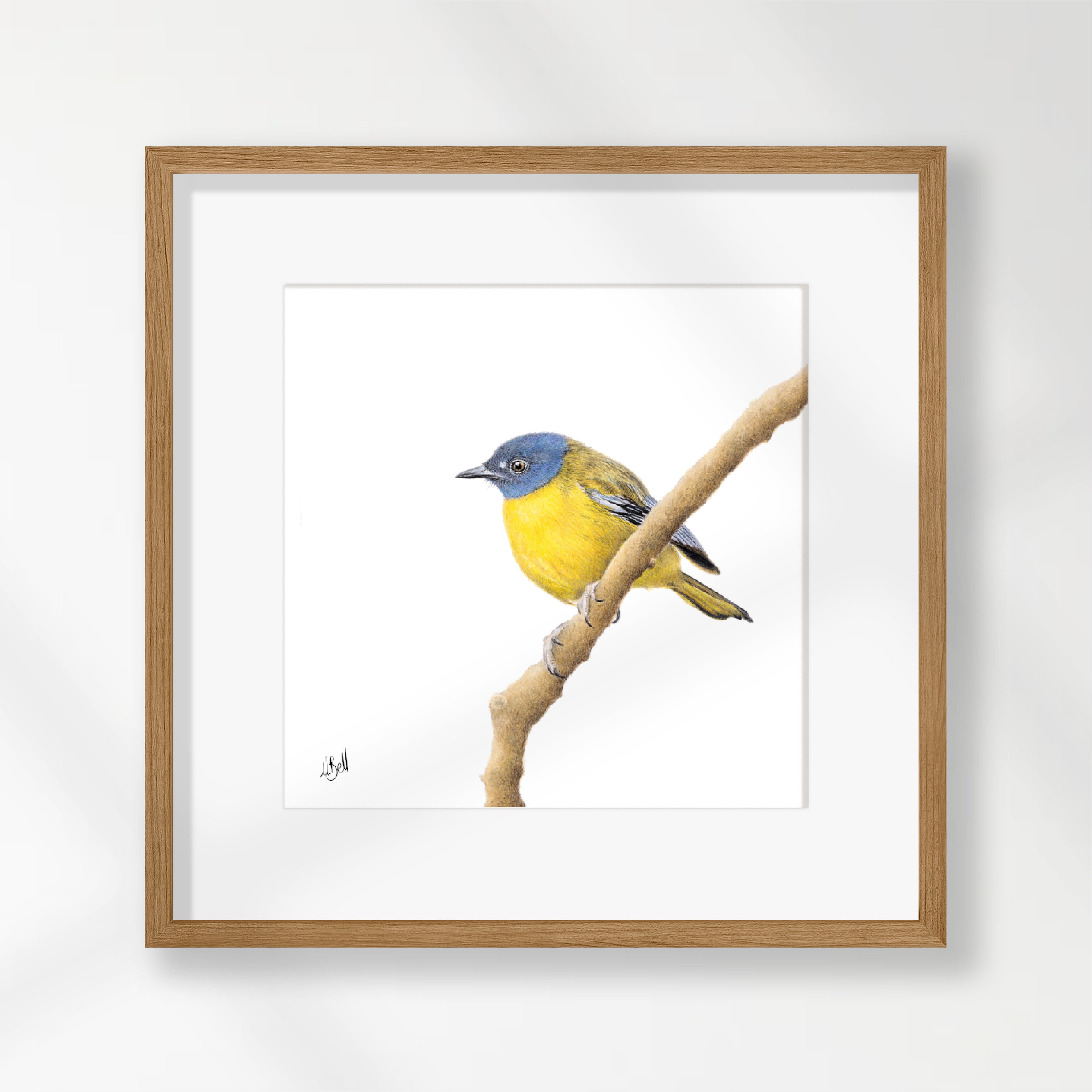 White Starred Robin - WSR