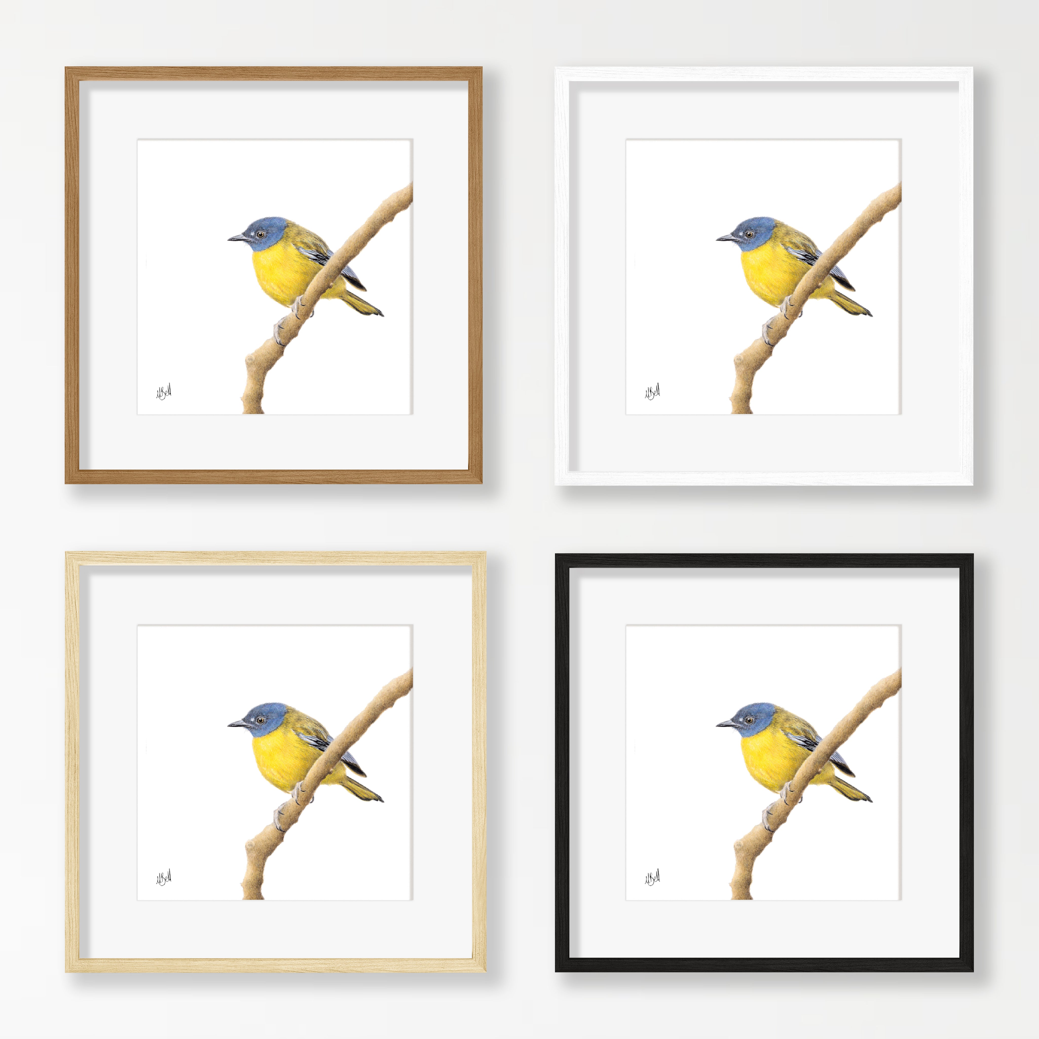 White Starred Robin - WSR