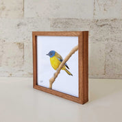 Kiaat wood framed miniature artwork of a White Starred Robin part of wildlife artist Matthew Bell's birds of South Africa gallery