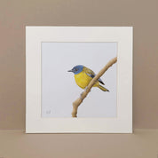 White Starred Robin pencil artwork print