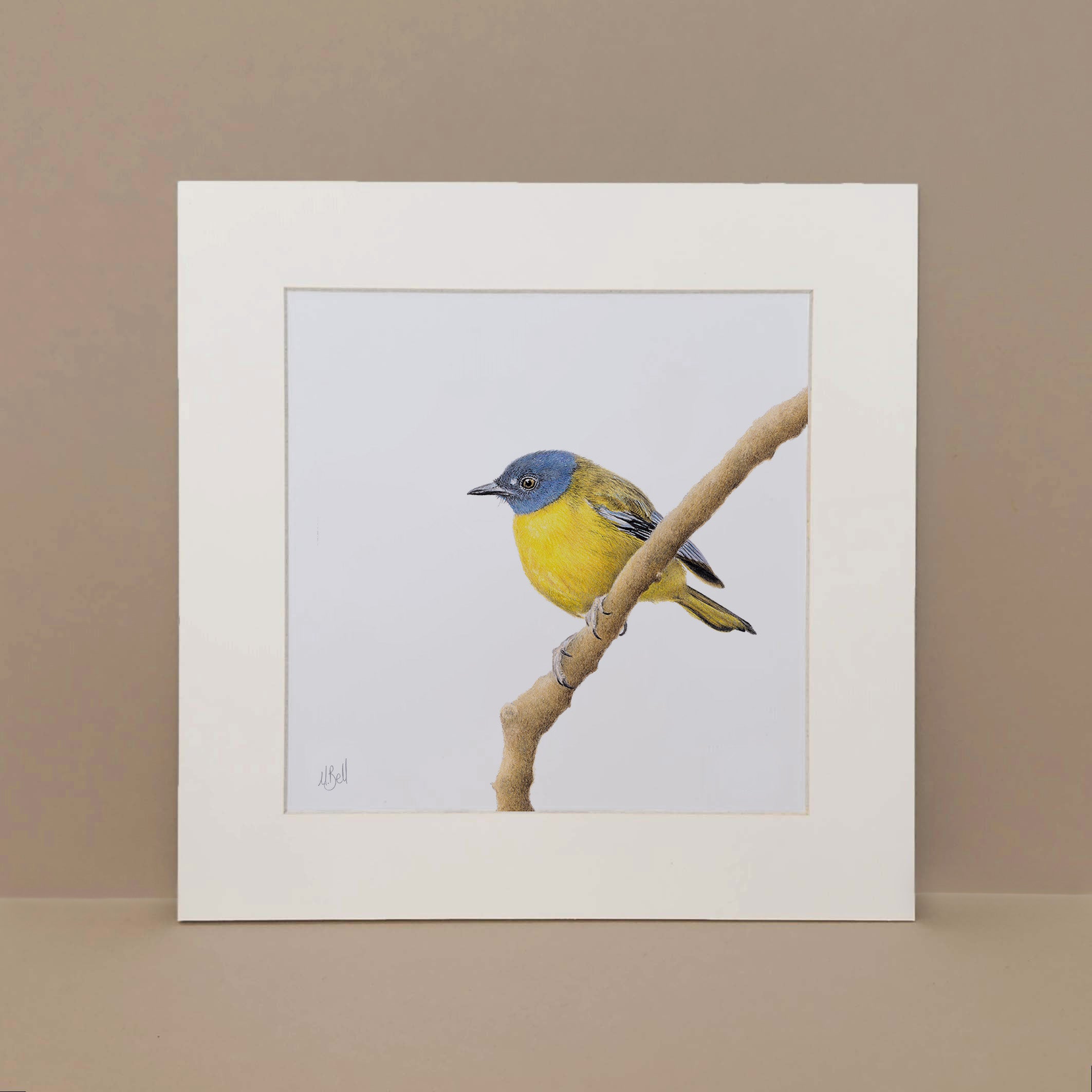 White Starred Robin pencil artwork print