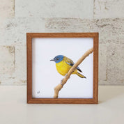 Kiaat wood framed miniature artwork of a White Starred Robin part of wildlife artist Matthew Bell's birds of South Africa gallery