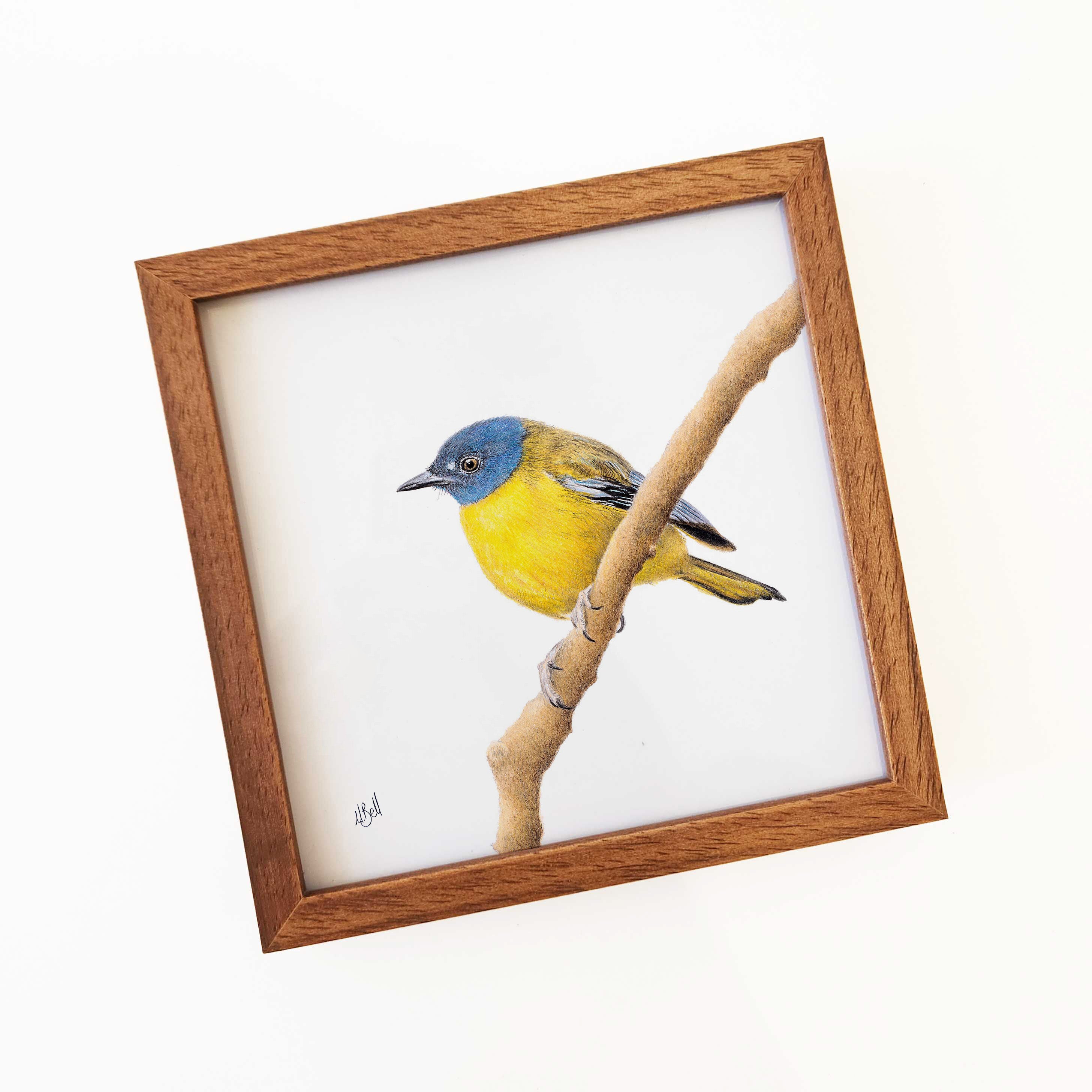 Kiaat wood framed miniature artwork of a White Starred Robin part of wildlife artist Matthew Bell's birds of South Africa gallery