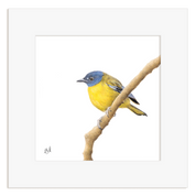 White Starred Robin - WSR