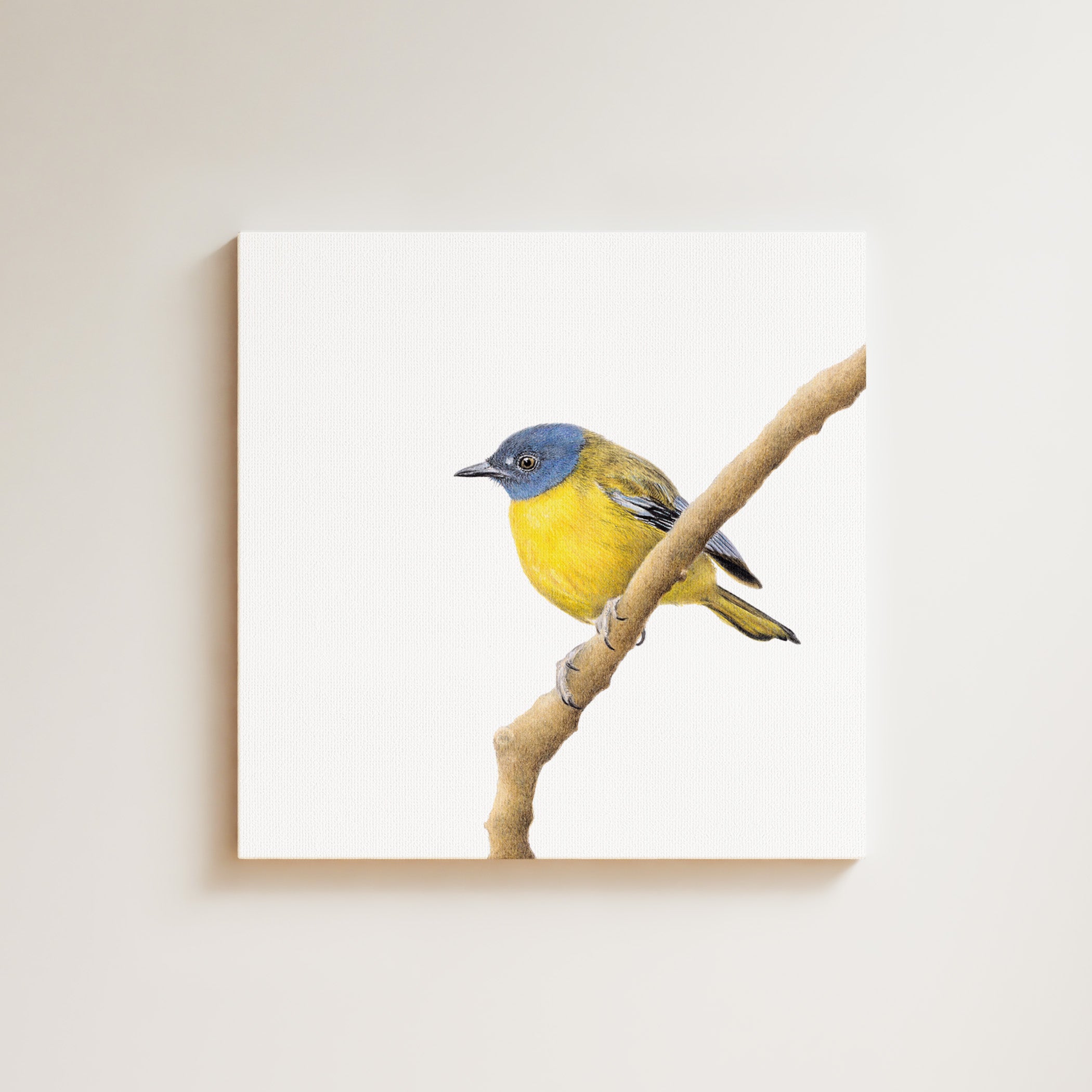 White Starred Robin drawing on canvas by South African wildlife artist Matthew Bell