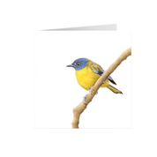 White Starred Robin Greeting Card - WSR