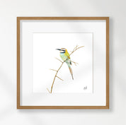 White Throated Bee Eater - WTBE