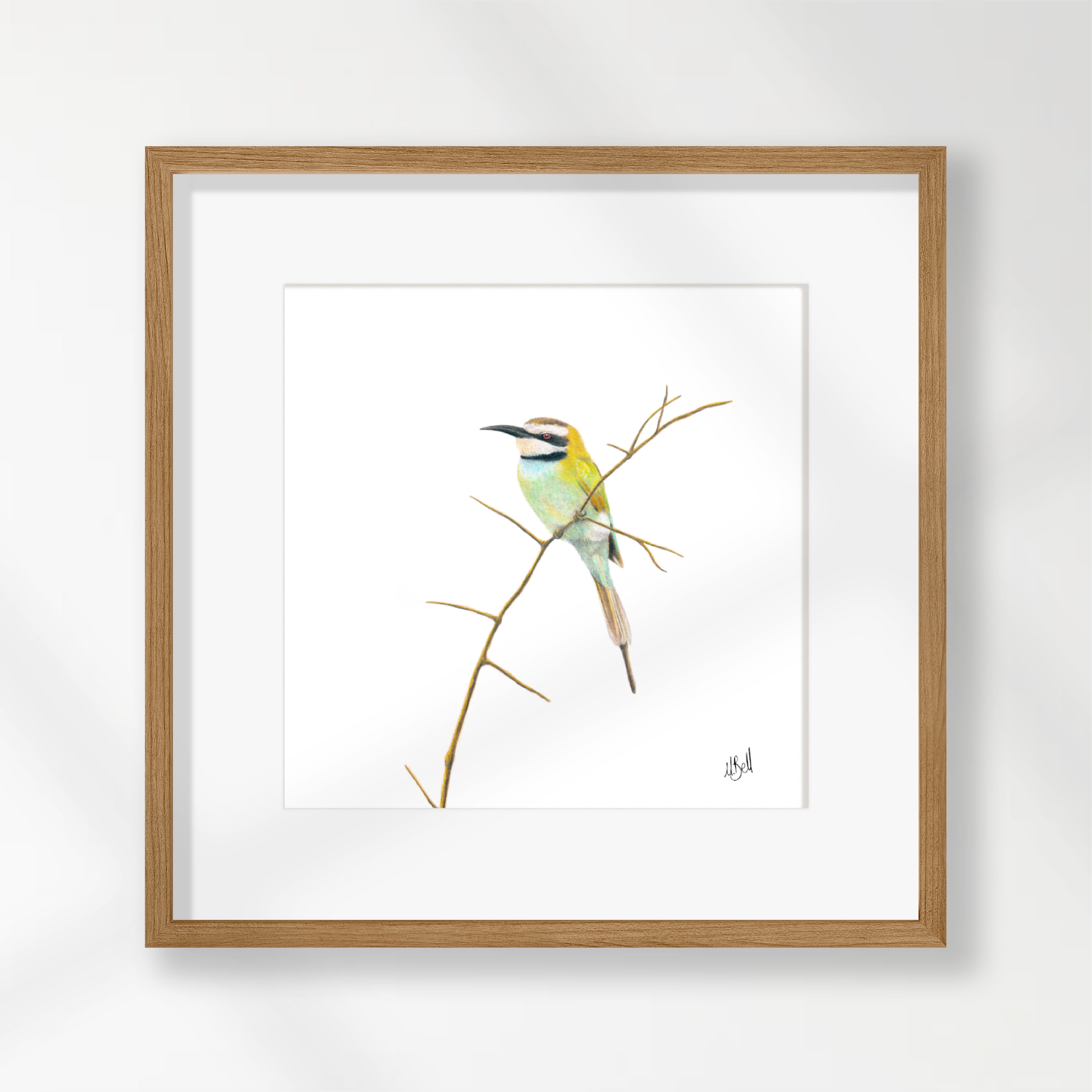 White Throated Bee Eater - WTBE