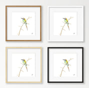 White Throated Bee Eater - WTBE