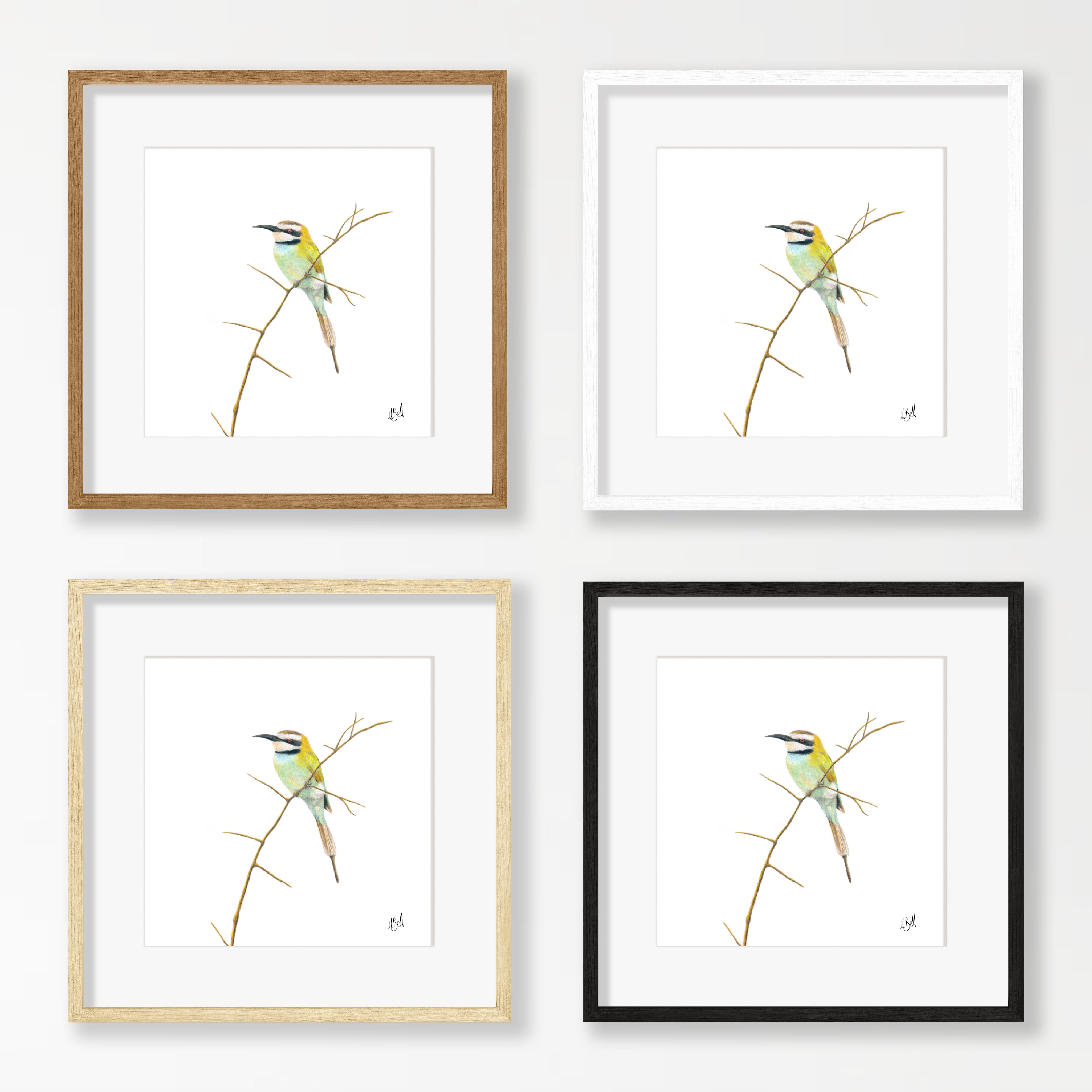 White Throated Bee Eater - WTBE