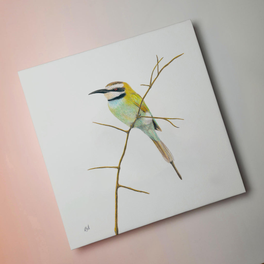 Stretched canvas South African bird artwork of a White Throated Bee Eater