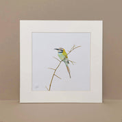 White Throated Bee Eater South African bird art