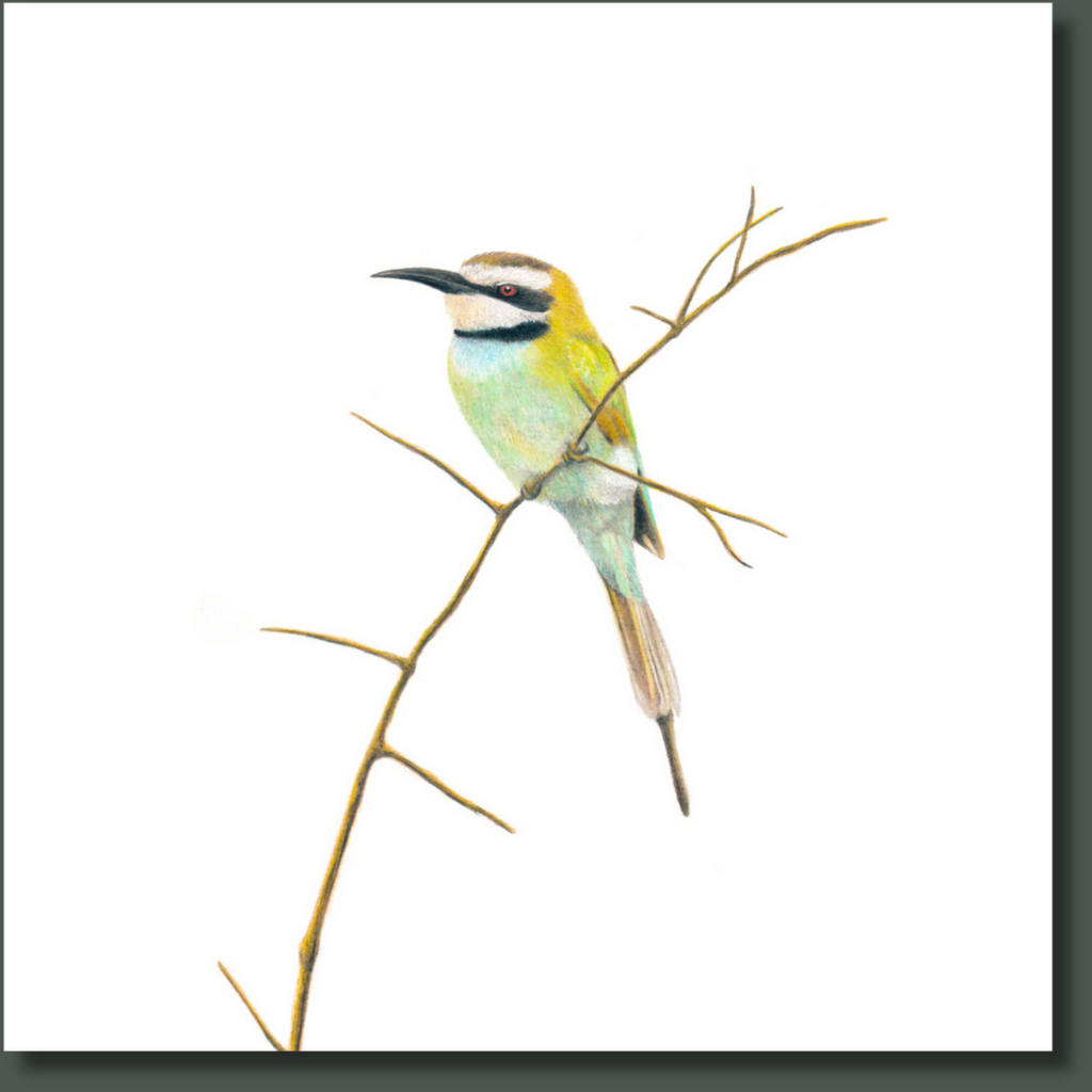 Stretched canvas South African bird artwork of a White Throated Bee Eater