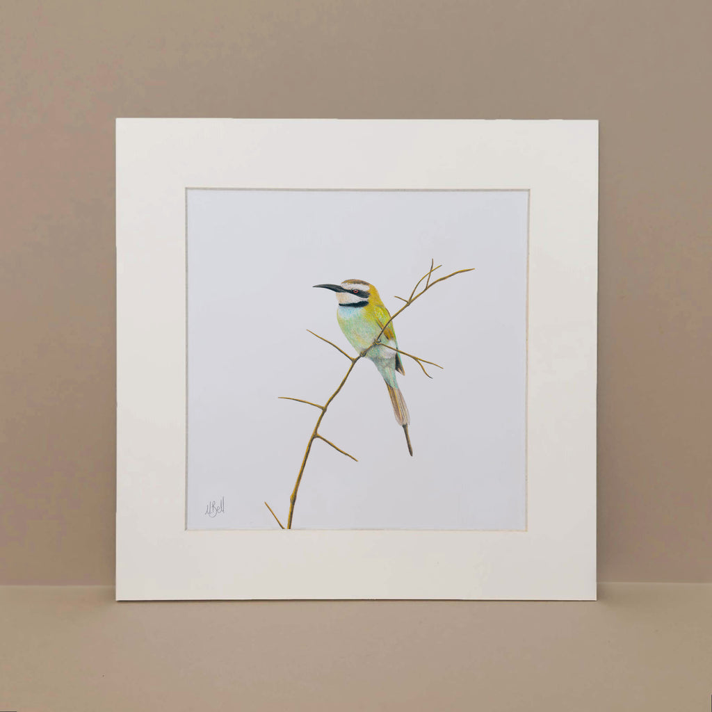 White Throated Bee Eater South African bird art