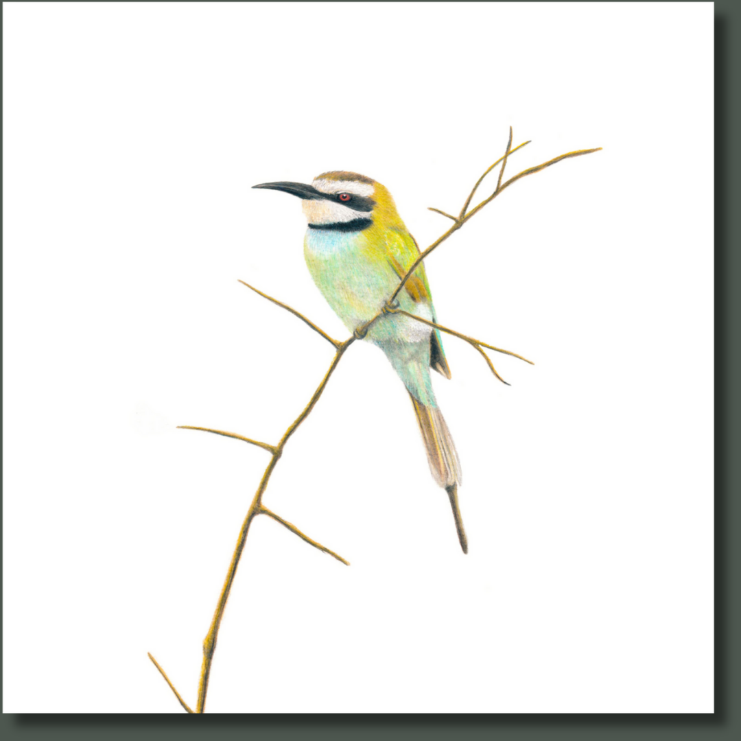 White Throated Bee Eater (WTBE) on Canvas