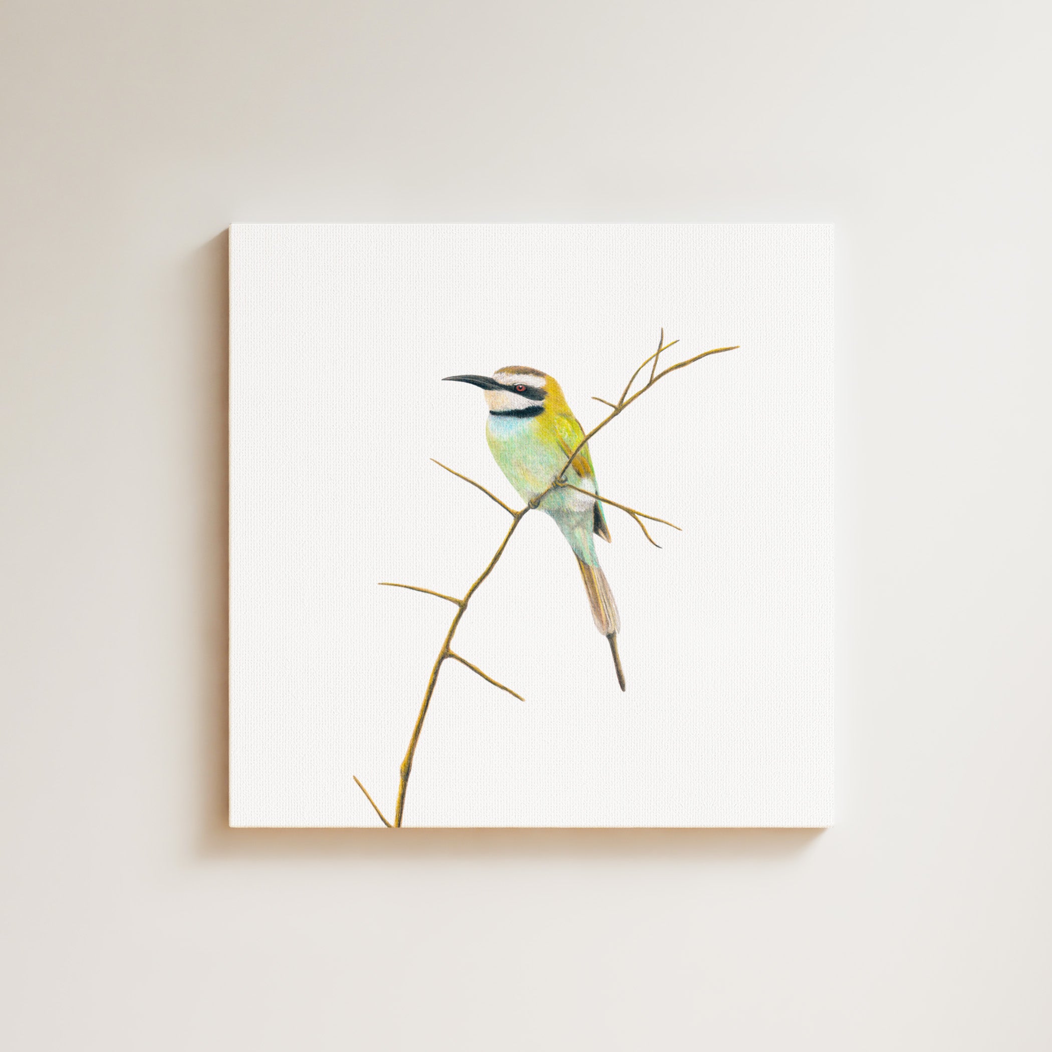 White Throated Bee Eater drawing on canvas by South African wildlife artist Matthew Bell