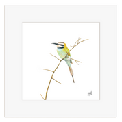 White Throated Bee Eater - WTBE