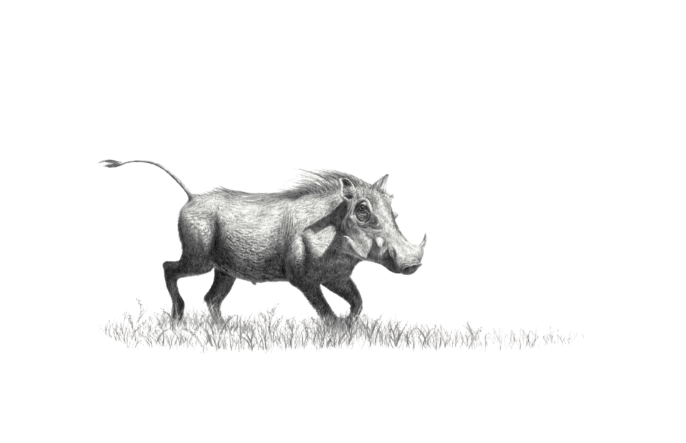 Black and white illustration of a warthog on grass by wildlife artiest Matthew Bell