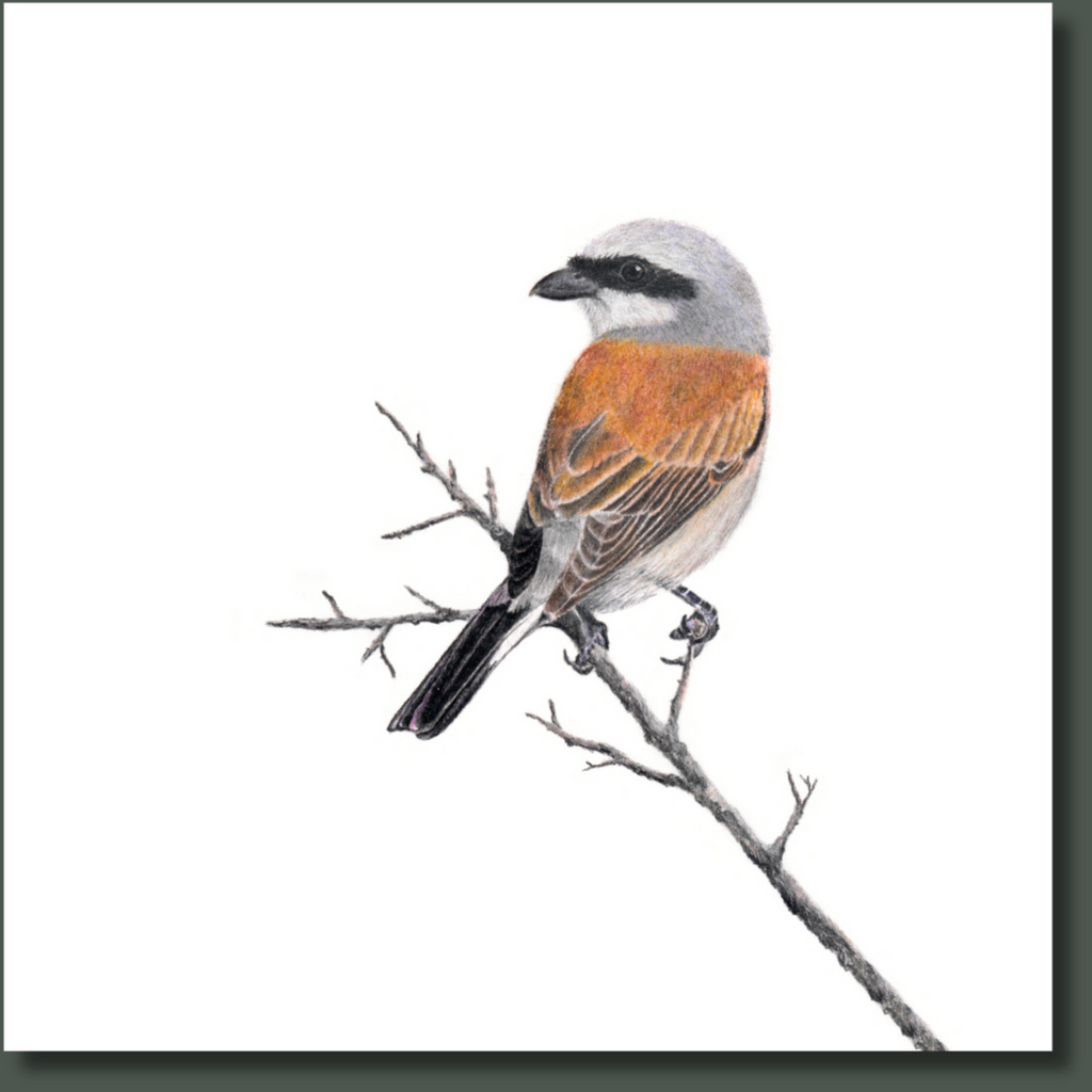 Stretched canvas South African bird artwork of a Red Backed Shrike