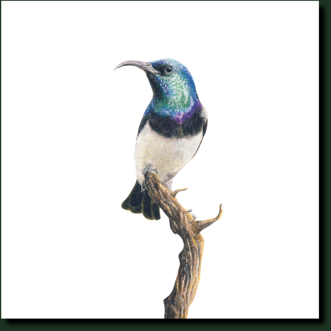 White Bellied Sunbird bird drawing by artist Matthew Bell