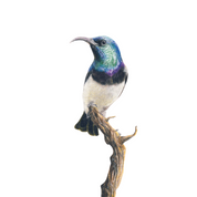 South African wildlife bird artwork by Cape Town artist Matthew Bell on canvas stretched onto a wooden frame of a White Bellied Sunbird