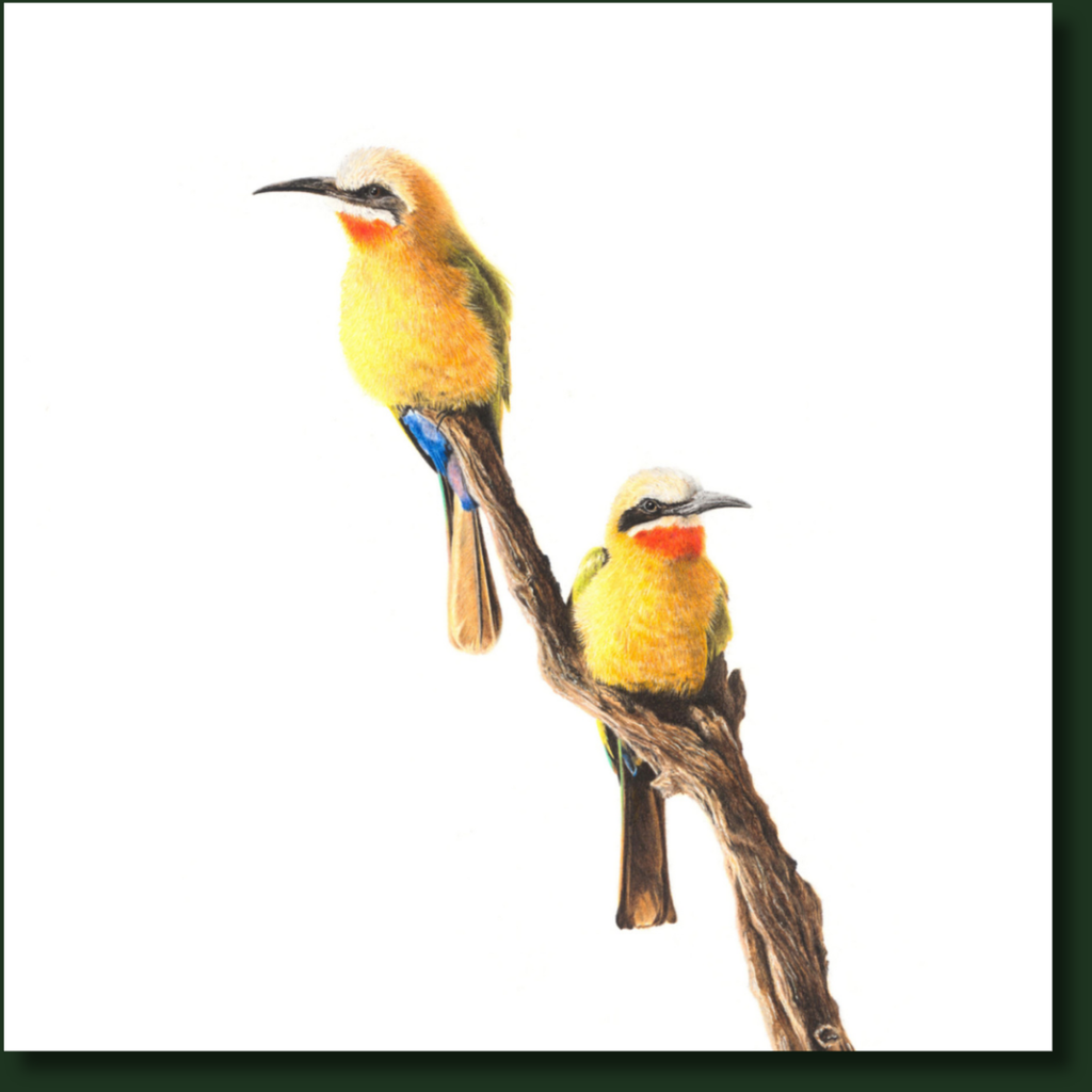 White Fronted Bee Eaters bird artwork by Matthew Bell