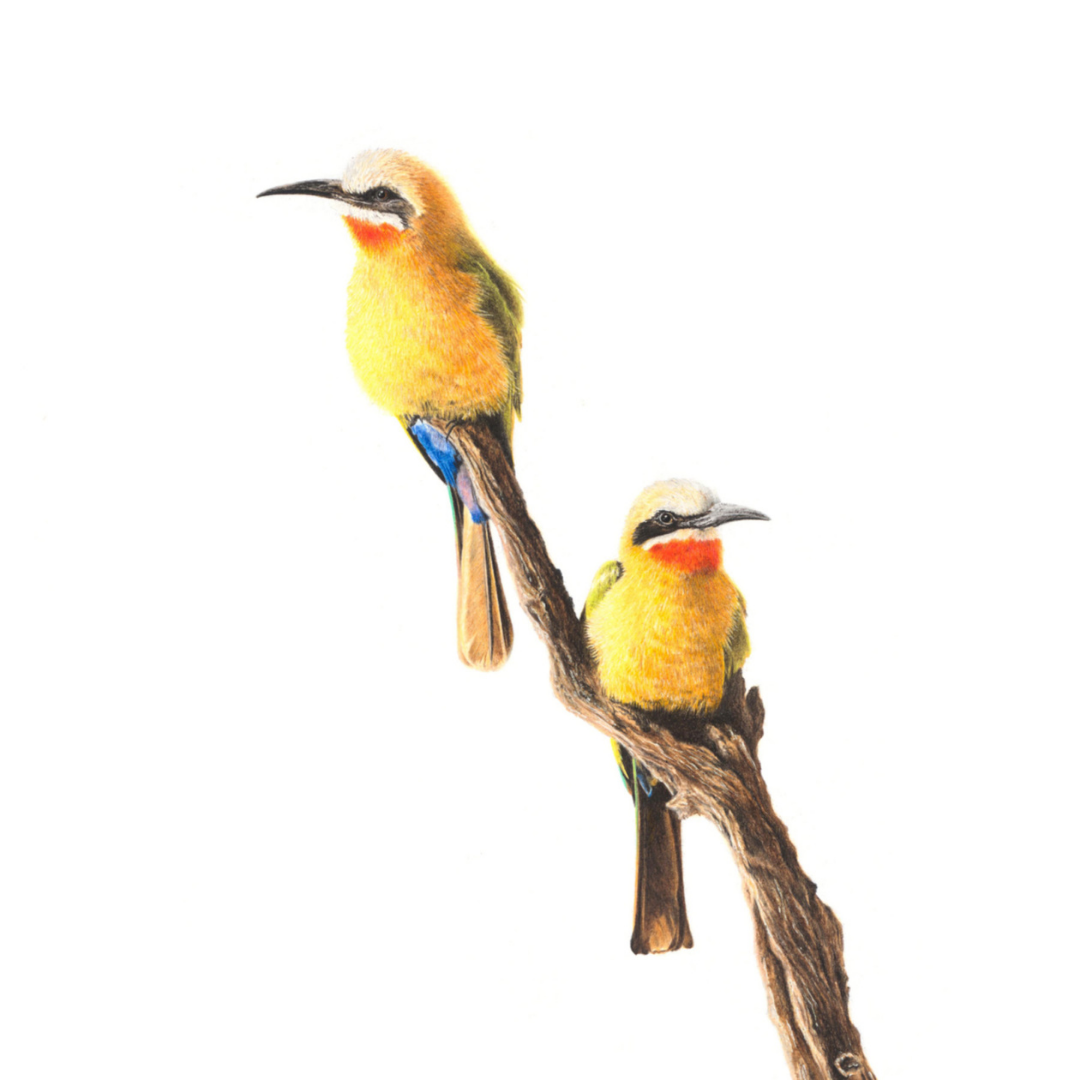 South African bird artwork, pencil drawing by Matthew Bell of two White Fronted Bee Eaters