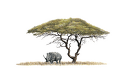 Acacia Tree and White Rhino - AT1