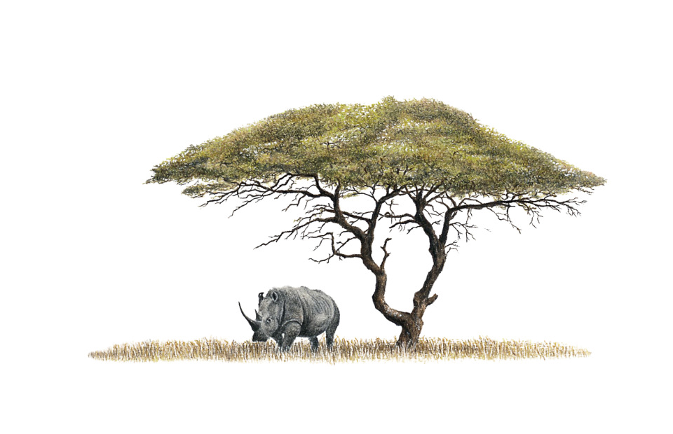 Acacia Tree and White Rhino - AT1