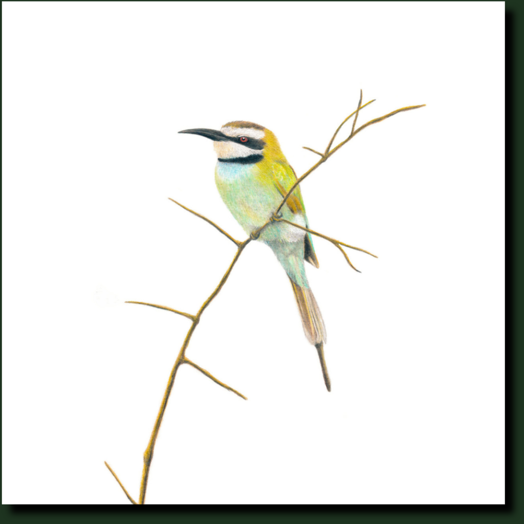 White Throated Bee Eater South African bird artwork